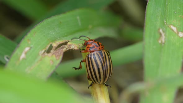 Macro close up of Working Ten-Lined Potato Beetle in green Plants during Summer - 4K prores shot of