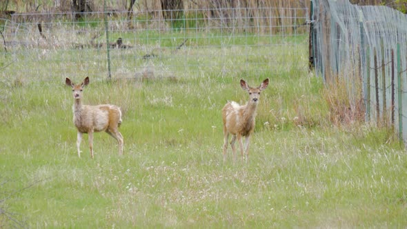 Doe muledeer losing their winter coats in spring