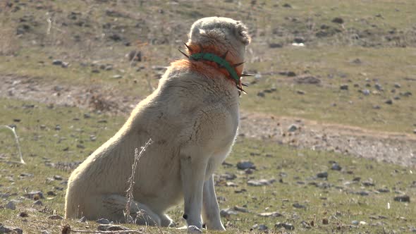 Shepherd Dog in Steppe Pasture in Village