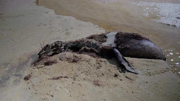 The rotting carcass of a seal on the beach from a shark attack.