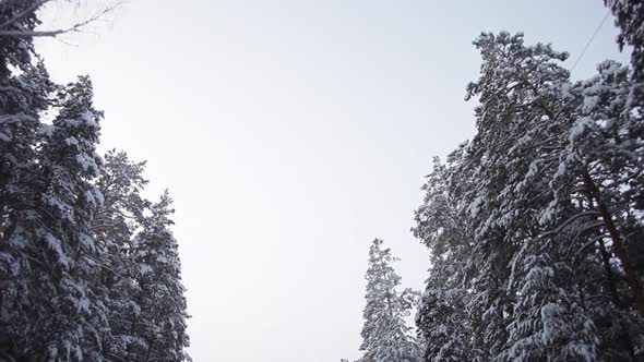 Winter Sky Through the Tops of Snow-Covered Pine Trees