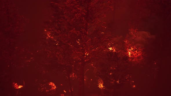 Wildfire Burns Ground in Forest alt