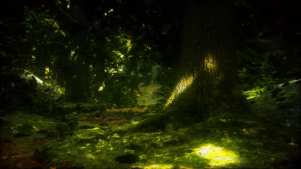 Tree Roots and Sunshine in a Green Forest