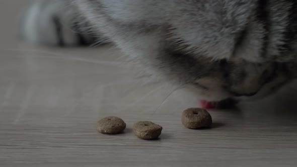 British Cat Eating from kitchen table Close Up. Scottish fold cat. Pets food