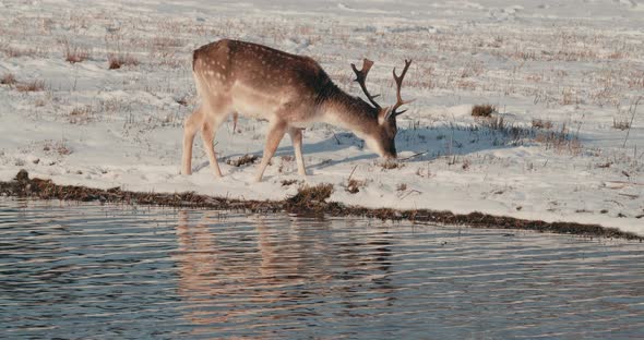Fallow Deer Eats Grass Next To The River On A Winter Sunny Day In The Netherlands. wide shot