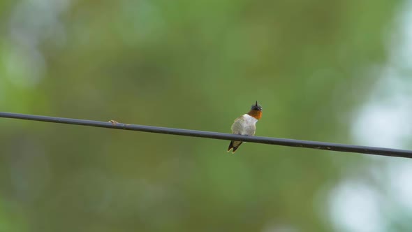 Ruby-throated hummingbird sitting on a wire extends its neck and then poops. Close up shot.