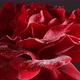 Red Rose Spins on Black Background - VideoHive Item for Sale