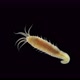 Worm Polychaeta Hypania Invalida Under a Microscope Family Ampharetidae - VideoHive Item for Sale