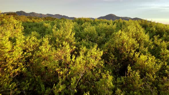 Aerial view fly over green mangrove tree forest