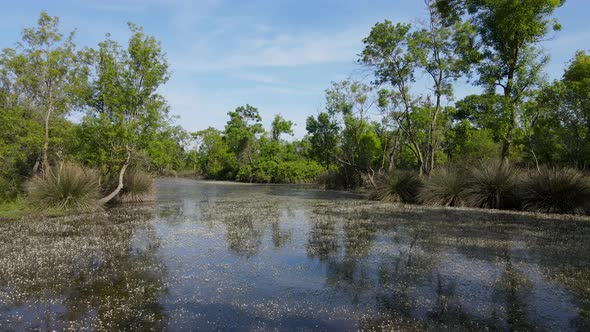 Floodplain Forest