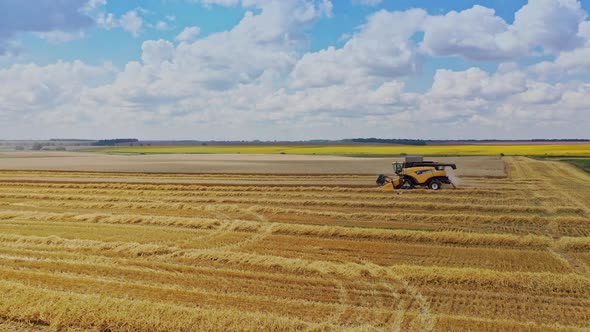 Combine harvesting wheat field. Aerial view of combine agriculture harvesting