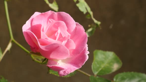 Climber Rose plant shrub close-up 4K 2160p 30fps UltraHD footage - Beautiful light pink Rosa flower 