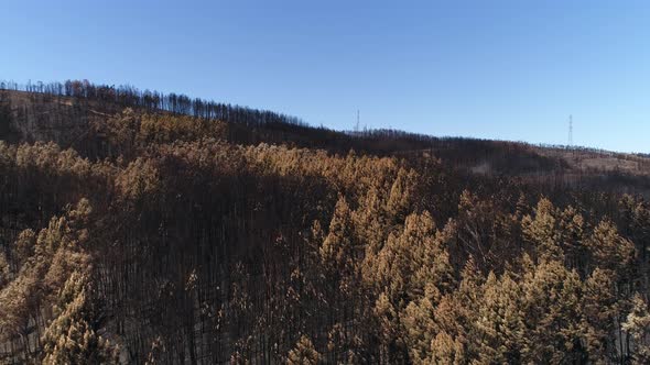 After Forest Fire