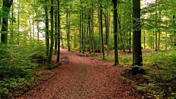 Brown leafy footpath in autumn forest, Poland