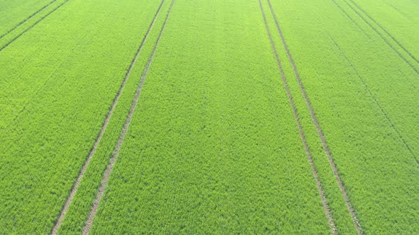 Tractor tires marks in the field of wheat 4K aerial video