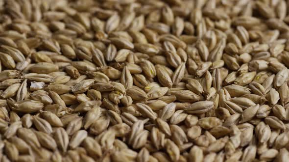 Rotating shot of barley and other beer brewing ingredients - BEER BREWING