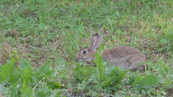 Oryctolagus cuniculus eating grass, Wild European Rabbit