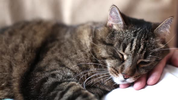 cute gray domestic cat is sleeping on the chest of the owner.