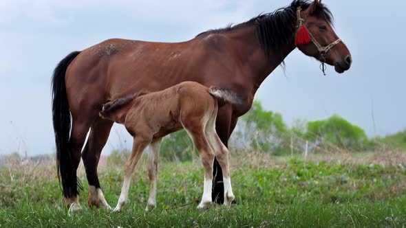 The mare grazes in the field and feeds her cub with milk. A family of horses