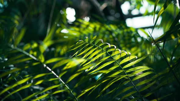 A Closeup Shot of Bright Green Tropical Leaves with Sun Backlight