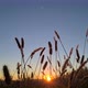 grass in a field at sunset - VideoHive Item for Sale