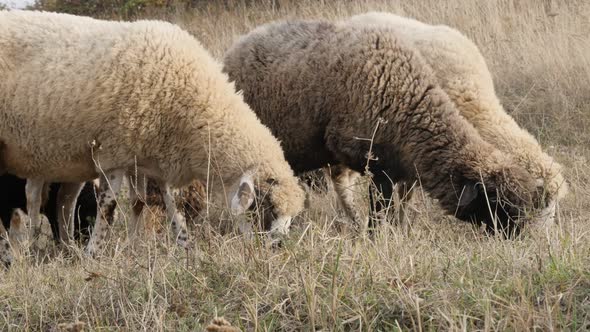 Feeding in nature different sheep group 4K 2160p 30fps UltraHD footage - Mixed white and black color