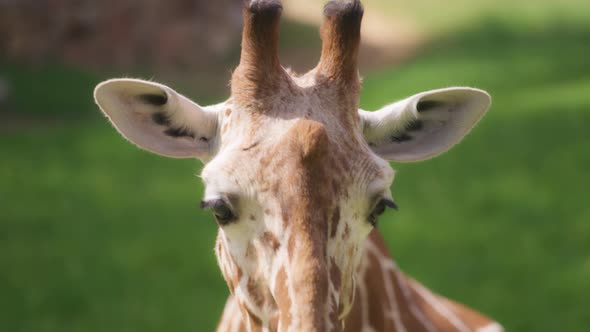 Somali Giraffe chewing grass