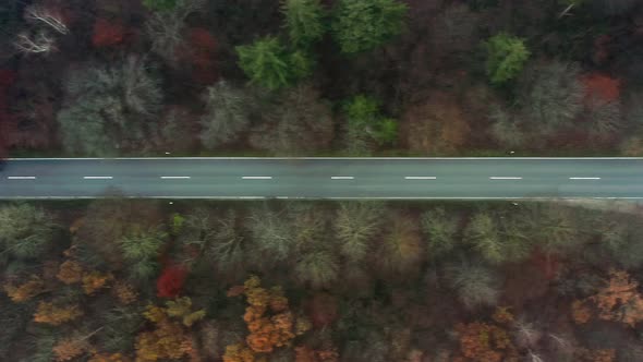 Green transporter is driving from left to right through a forest road.