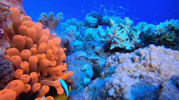 Red Sea Anemone