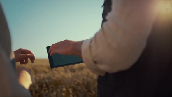 Hands Touching Chromakey Tablet at Wheat Field Closeup