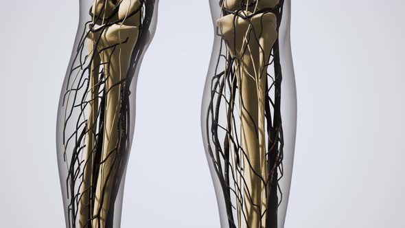 Science Anatomy of Human Blood Vessels alt