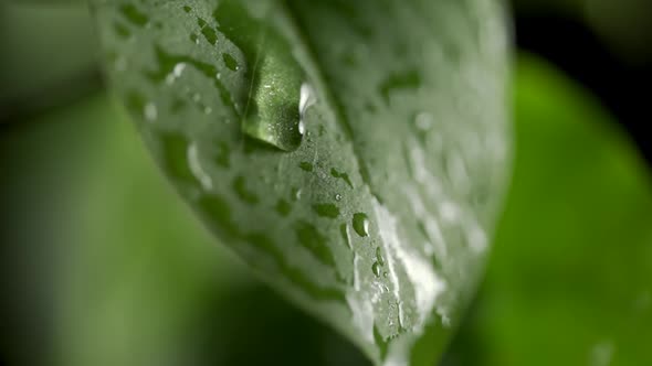 Slow Motion of Water Droplet Falling From Fresh Green Leaf