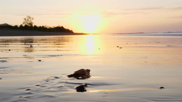 Atlantic Ridley sea Baby Turtles Crossing the Beach at Sunrise