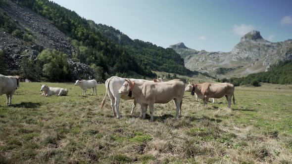 Shot of Cows Grazing in a Meadow with Dry Grass and the View of the Beautiful Mountain Range in the