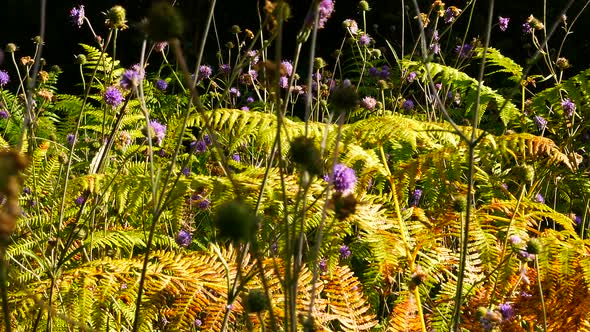 Autumn forest floor