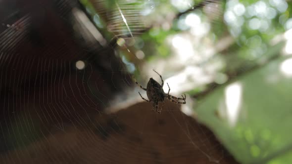 Spider On Big Web Eats