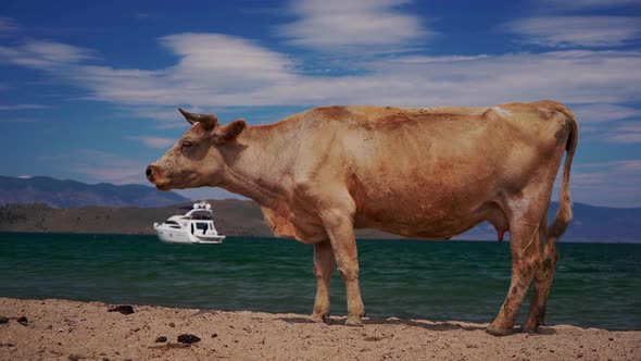 Cows on the Beach