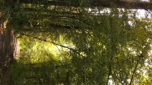 Vertical Video of a Forest with Many Trees in Autumn