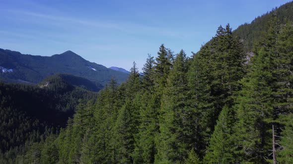 Flying Over Trees to Reveal Lush Green Valley