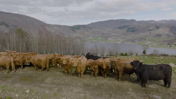 Highland cattle with long horns and shaggy coats standing in pasture; aerial