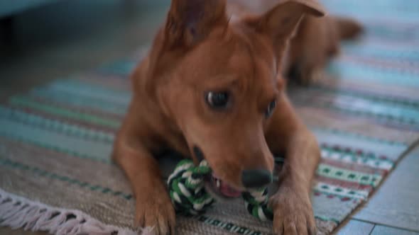 Handsome dog playing with toy