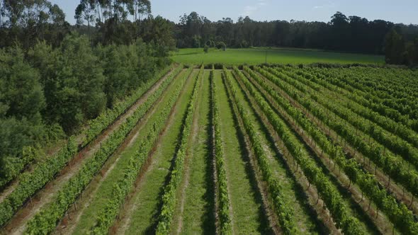 Green Vineyards And Corn Plantation Aerial View 01