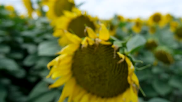 Growing Sunflowers in a Farmer's Field