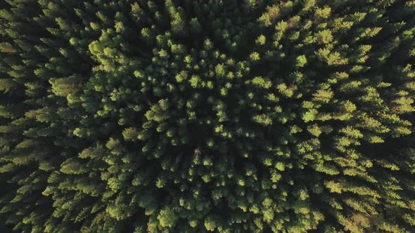 Forest Aerial Top Down In Sunset Golden Light