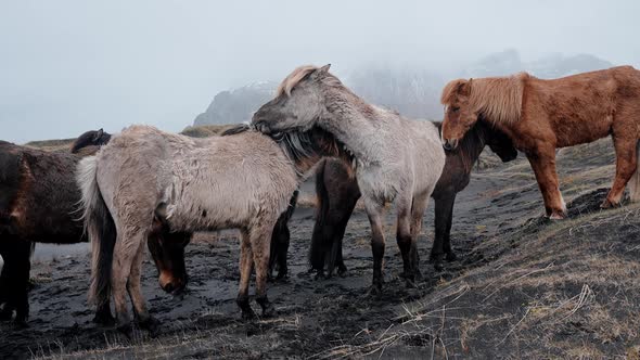Closeup View of Icelandic Horses Standing on Grassy Field