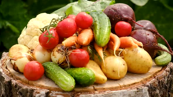 Harvest Vegetables in the Garden