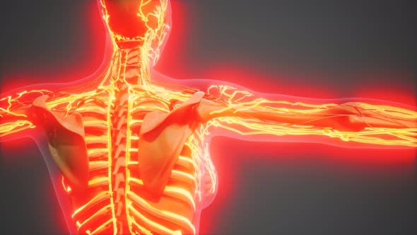 Science Anatomy of Human Blood Vessels alt