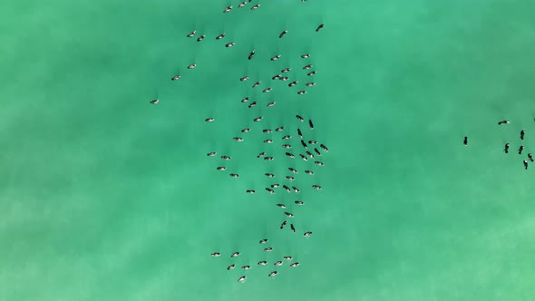 A flock of Wild Ducks swims in the Sea aerial view 4 K