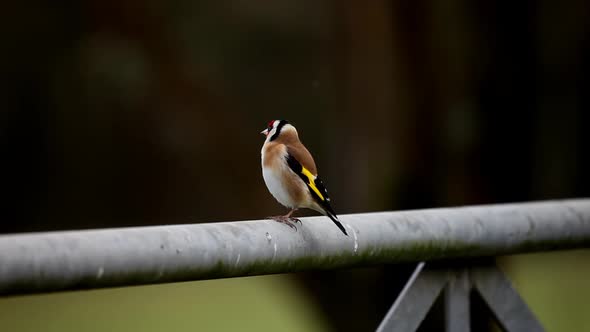 Goldfinch, Carduelis carduelis. Single bird perched on metal farm gate. British Isles.