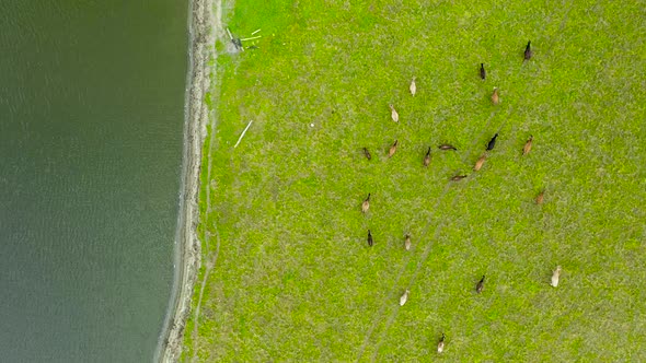 Freerange cows grazing on green pasture next to river, top down aerial